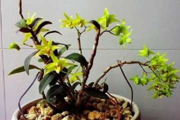 鼓槌石斛盆栽怎么扦插繁殖的方法 图片