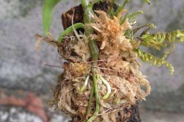 鼓槌石斛盆栽怎么光照温度的方法 图片