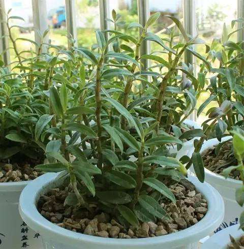 鼓槌石斛盆栽怎么浇水管理的方法 图片