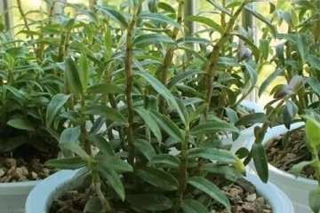 鼓槌石斛盆栽怎么浇水管理的方法 图片