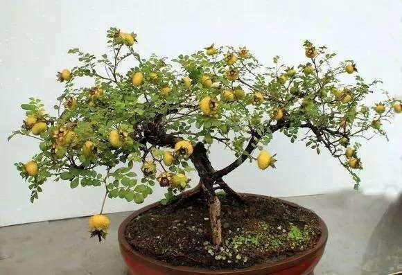 刺梨盆栽的形态特征有什么 图片