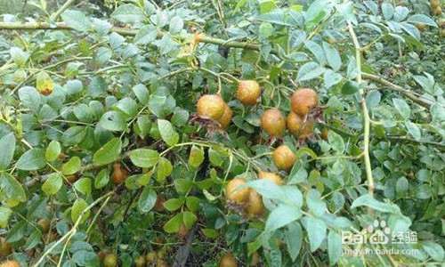 刺梨盆栽有什么价值可以利用 图片