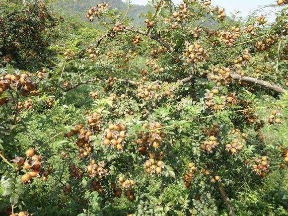 刺梨盆栽有什么价值可以利用 图片