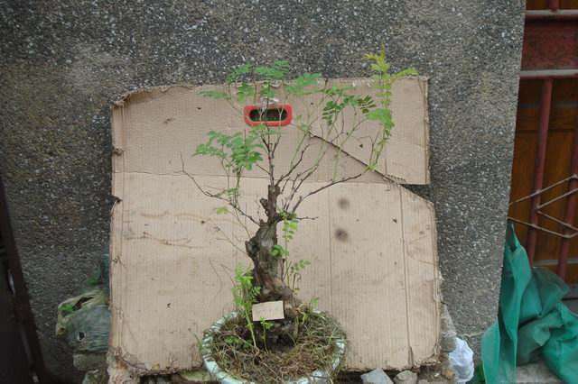 刺梨盆栽怎么选择品种的方法 图片