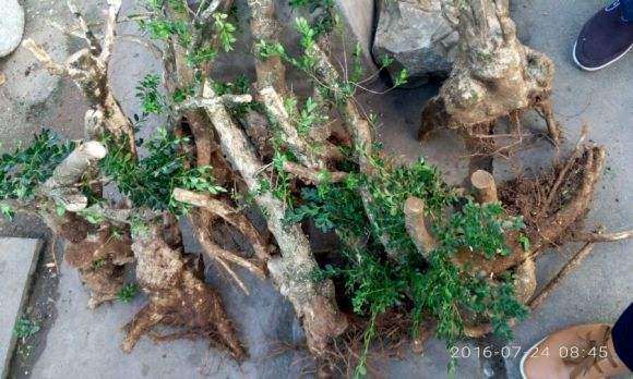 刺梨盆栽怎么扦插播种的方法 图片