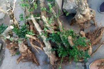 刺梨盆栽怎么扦插播种的方法 图片