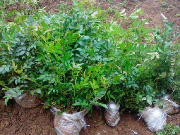 刺梨盆栽的盆器选择及盆土配制 图片