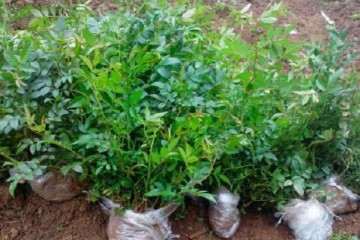 刺梨盆栽的盆器选择及盆土配制 图片