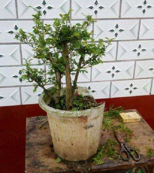 盆栽刺梨怎么浇水光照的方法 图片