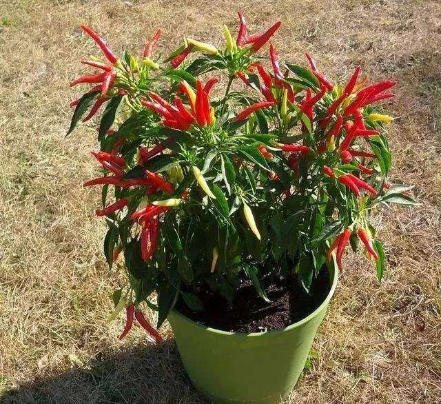 辣椒盆栽怎么播种定植的方法 图片