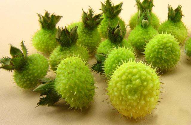 刺梨盆栽果实怎么采收及处理 图片