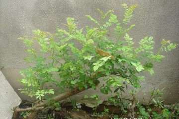 刺梨盆栽病虫害怎么防治的方法 图片