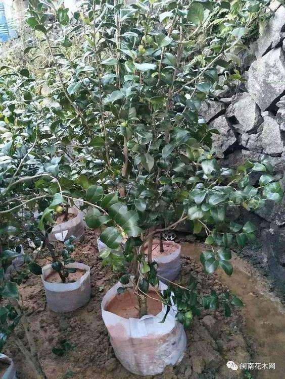 观赏植物野鸦椿怎么盆栽的技术 图片