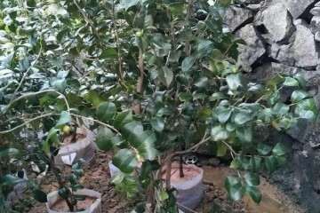 观赏植物野鸦椿怎么盆栽的技术 图片