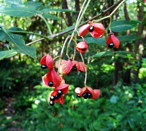 观赏植物野鸦椿盆栽的4个生长条件