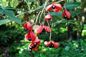 观赏植物野鸦椿盆栽的4个生长条件 图片