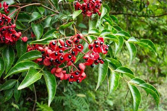 野鸦椿盆栽怎么选择材料的方法 图片