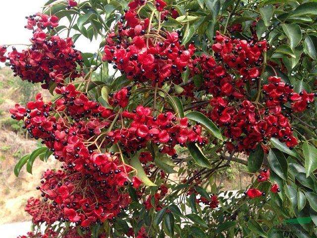 野鸦椿盆栽怎么浇水施肥的方法 图片