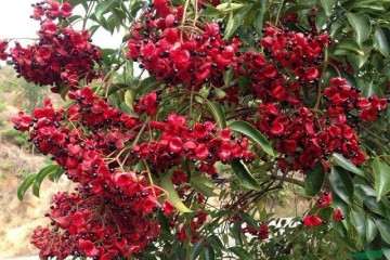 野鸦椿盆栽怎么浇水施肥的方法 图片