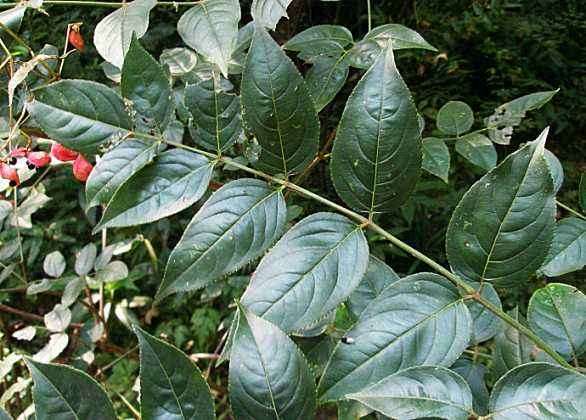 野鸦椿盆栽怎么修剪的方法 图片