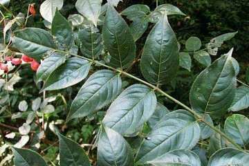 野鸦椿盆栽怎么修剪的方法 图片