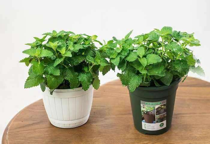 阳台观食盆栽怎么催芽育苗的方法 图片