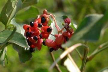 野鸦椿盆栽怎么病虫害防治与翻盆 图片