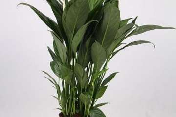 阳台观食盆栽怎么移栽播种的方法 图片