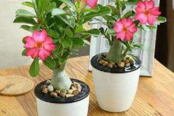 水果盆栽怎么光照与肥水管理