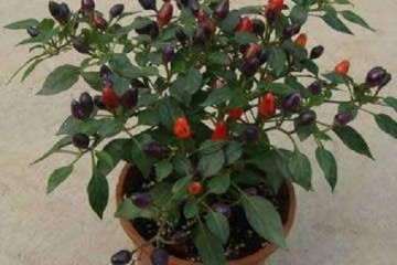 盆栽水果辣椒怎么整枝与虫害防治 图片