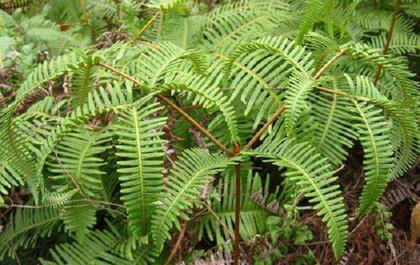 光强对盆栽芒萁光响应与抗氧化酶的影响