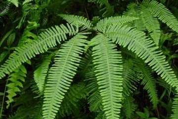 光强对盆栽芒萁光响应与抗氧化酶的影响