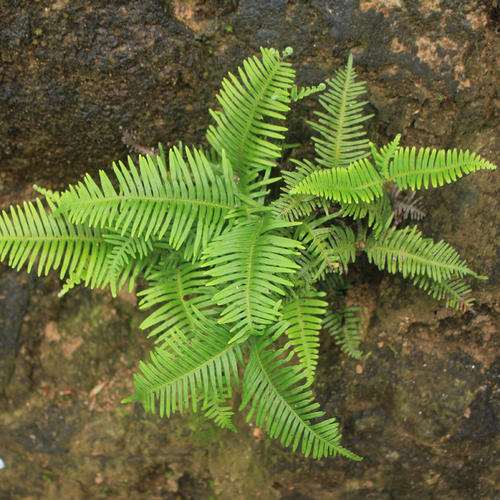 盆栽芒萁叶片的净光合速率怎么测定