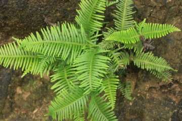 盆栽芒萁叶片的净光合速率怎么测定