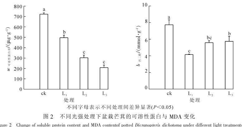 不同光强处理对盆栽芒萁可溶性蛋白质的影响