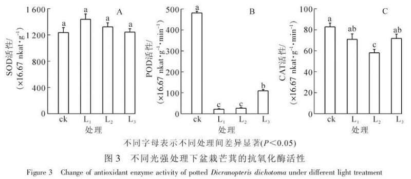 不同光强处理对盆栽芒萁可溶性蛋白质的影响