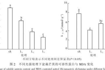 不同光强处理对盆栽芒萁可溶性蛋白质的影响
