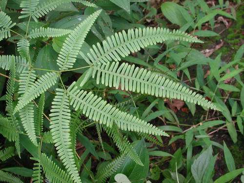 芒萁盆栽光强与生长分布之间有哪些关系