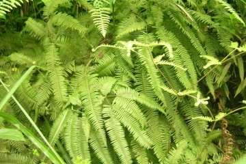 芒萁盆栽光强与生长分布之间有哪些关系