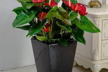 广州花卉中心合育成盆栽红掌新品种