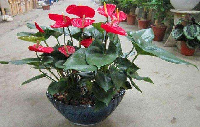 广州市从化区盆栽植物网络营销策略研究