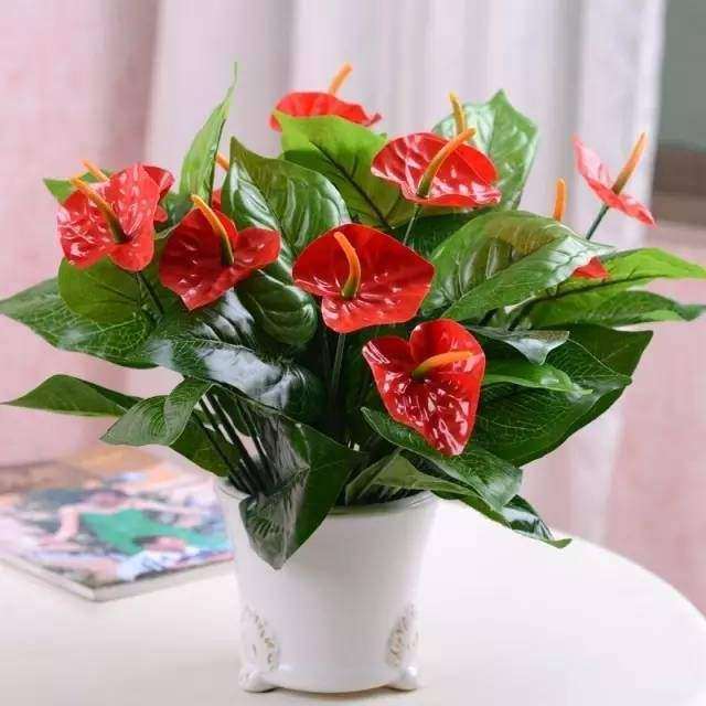 广州市从化区盆栽植物网络营销策略研究