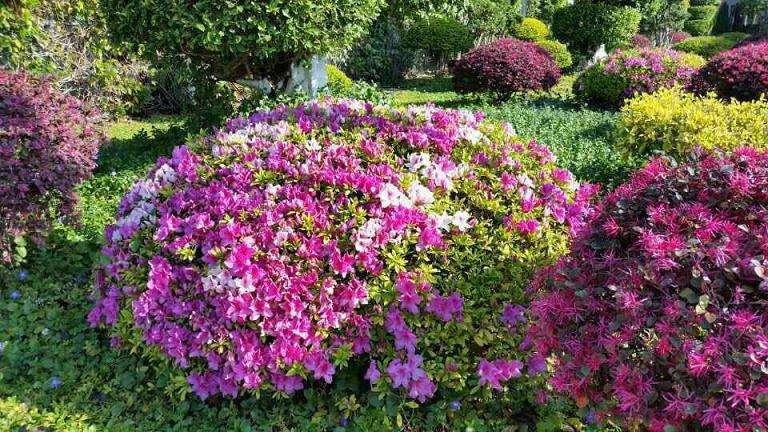 广州花卉消费市场的发展趋势 图片