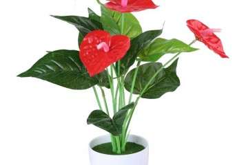 盆栽植物的经营风险有多大 图片