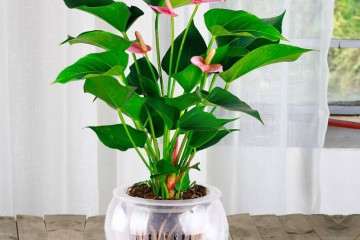 怎么搭建盆栽植物网络营销平台 图片