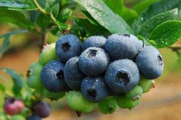 蓝莓盆栽怎么上盆定植的方法 图片