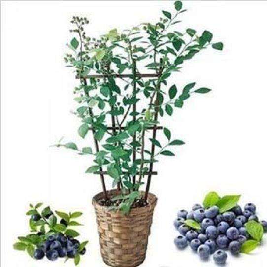 蓝莓盆栽怎么摆放的方法 图片