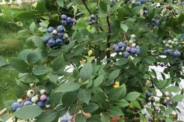 蓝莓盆栽怎么水分管理的方法 图片