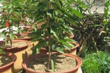 甜樱桃盆栽怎么繁育嫁接的方法 图片