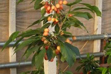 甜樱桃盆栽怎么上盆的方法 图片